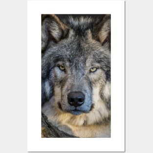 Timber Wolf Portrait Posters and Art